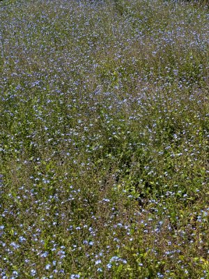Filoli Gardens - 17.jpg