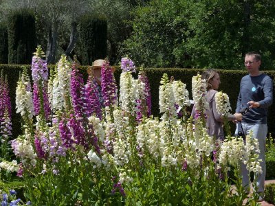 Filoli Gardens - 18.jpg