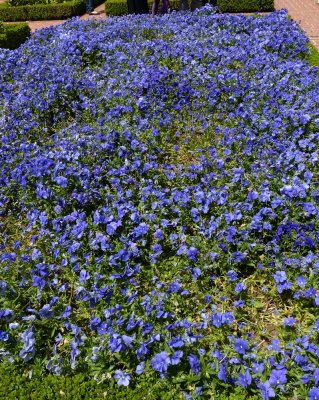 Filoli Gardens - 19.jpg