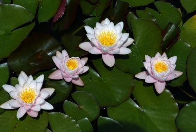Filoli Gardens - 20.jpg