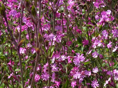 Filoli Gardens - 21.jpg