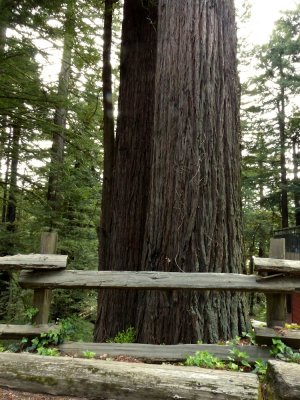 Redwood Forest - 2.jpg