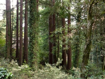 Redwood Forest - 3.jpg