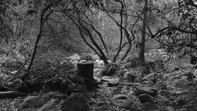 X Elfin Forest Jan 20014 - 23 - BW.jpg