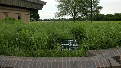 Cahokia Prairie Grass - 1.jpg