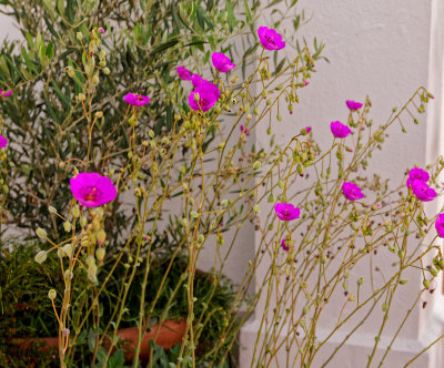 Flowers - 2