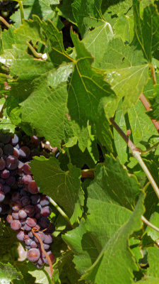 Ripening Grapes