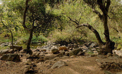 Elfin Forest - 2