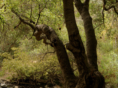 Elfin Forest - 3