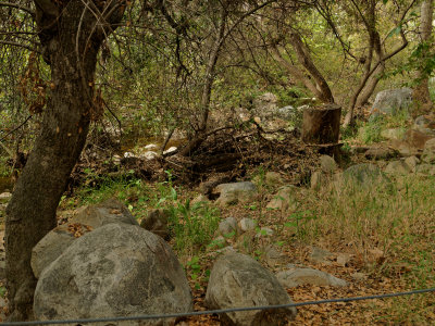 Elfin Forest - 6