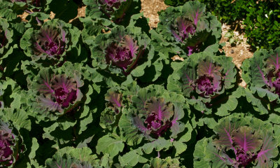 Ornamental Cabbage - 3