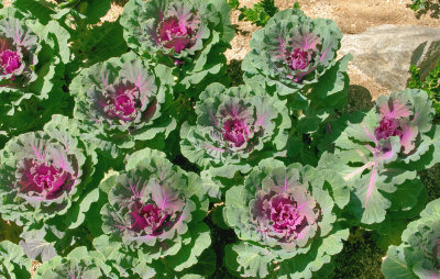 Ornamental Cabbage - 2