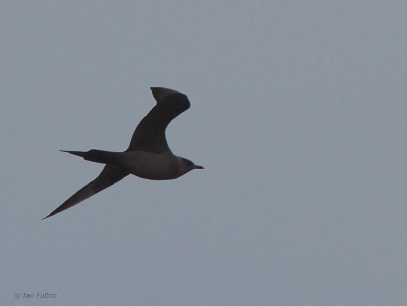 Arctic Skua, Loch Heirmeadail, Benbecula