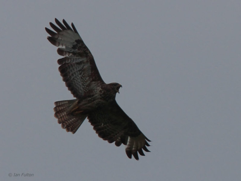 Common Buzzard, Finnich Glen, Clyde