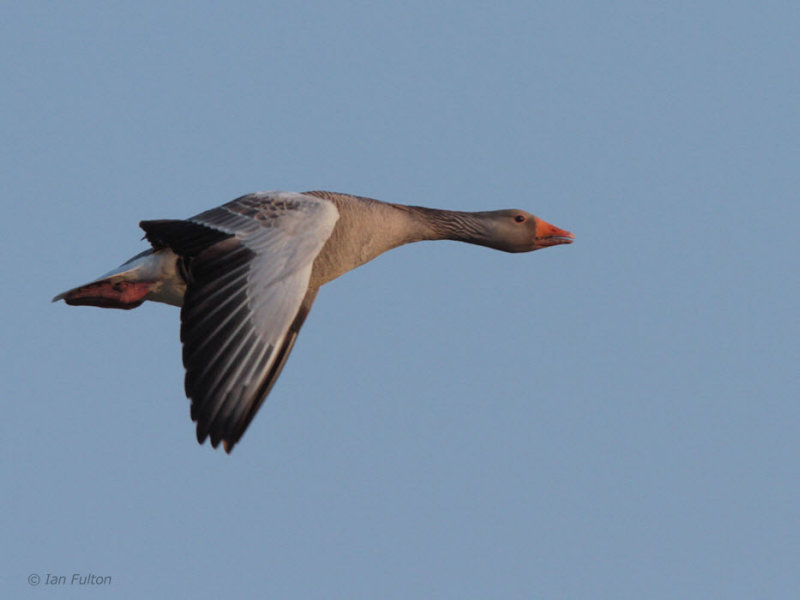 Greylag Goose, Solas, North Uist