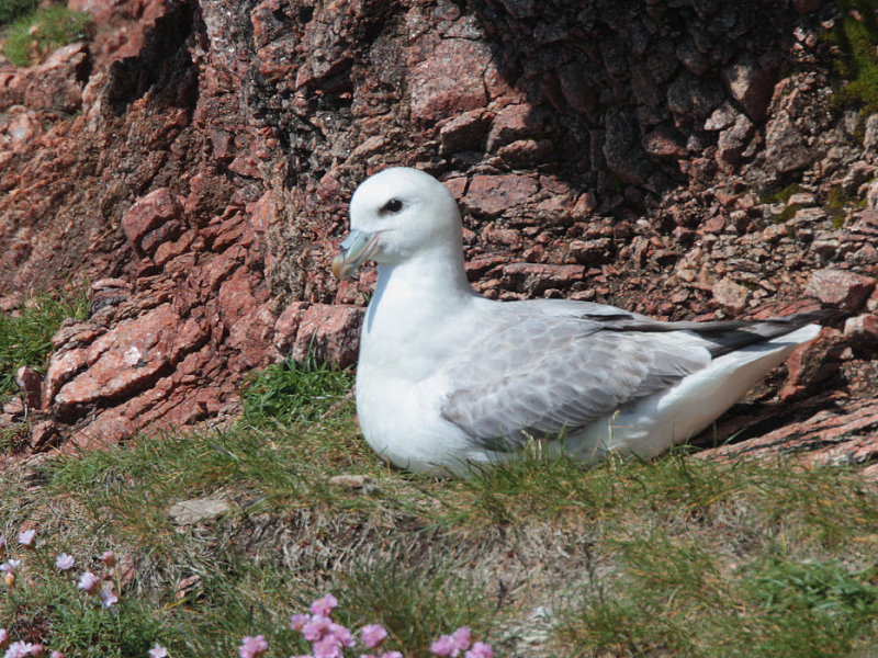 Fulmar, Scolpaig Bay, North Uist