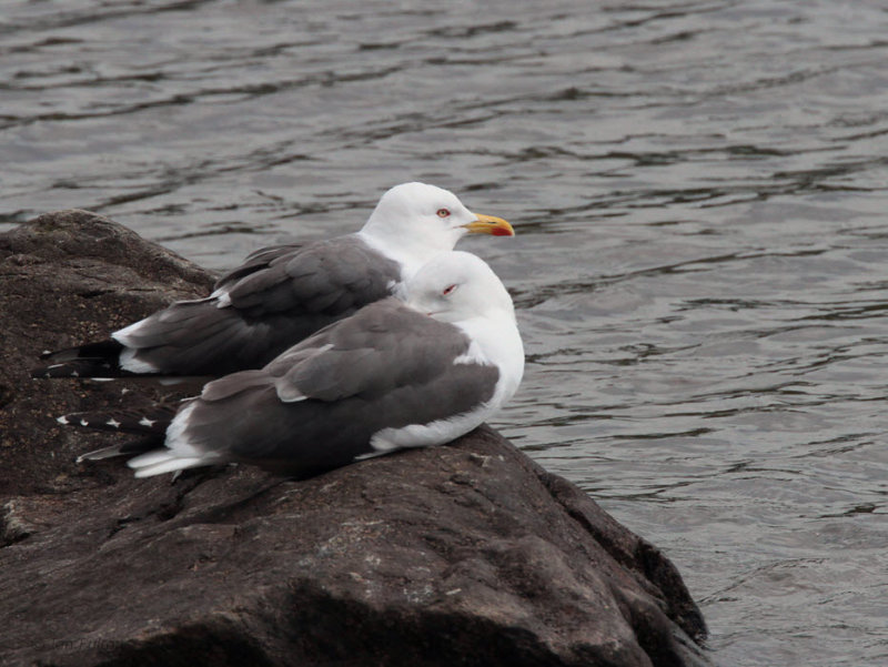 Lesser Black-backed Gull, Sallochy Bay-Loch Lomond, Clyde