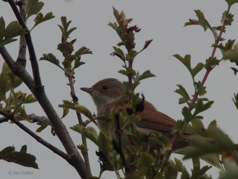Common Whitethroat, Kilspindie, Lothian