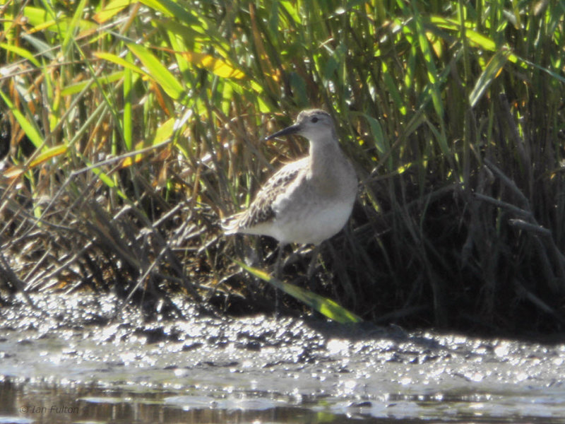 Ruff, RSPB Barons Haugh, Clyde