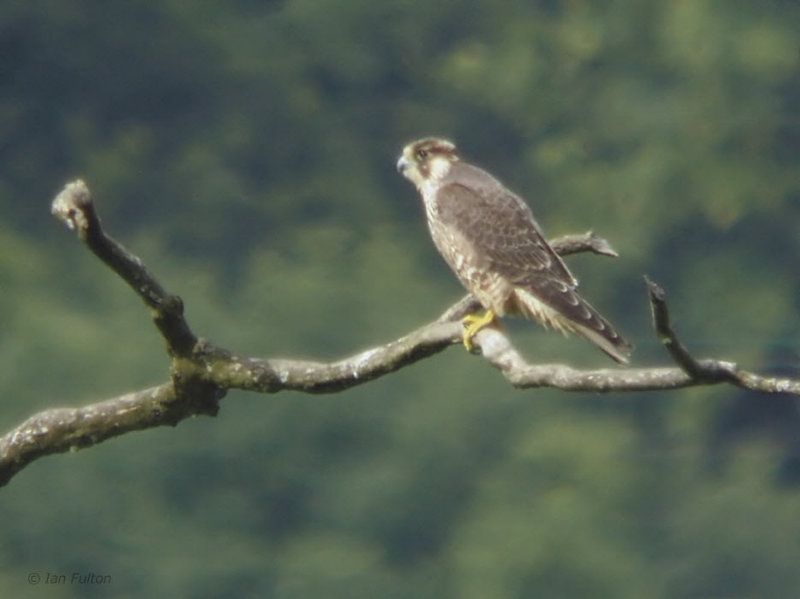 Peregrine (juvenile), Longhaugh Point, Clyde