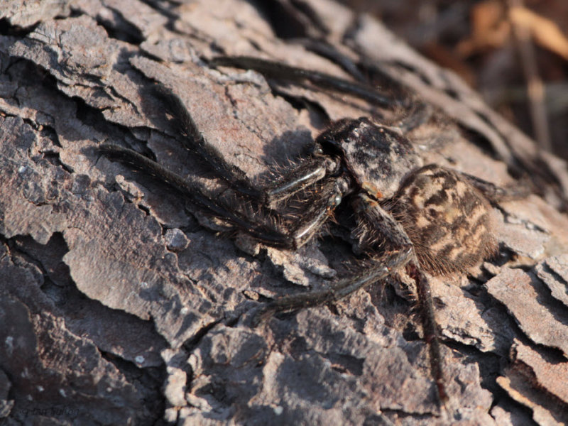 Huge spider sp, Ifaty, Madagascar