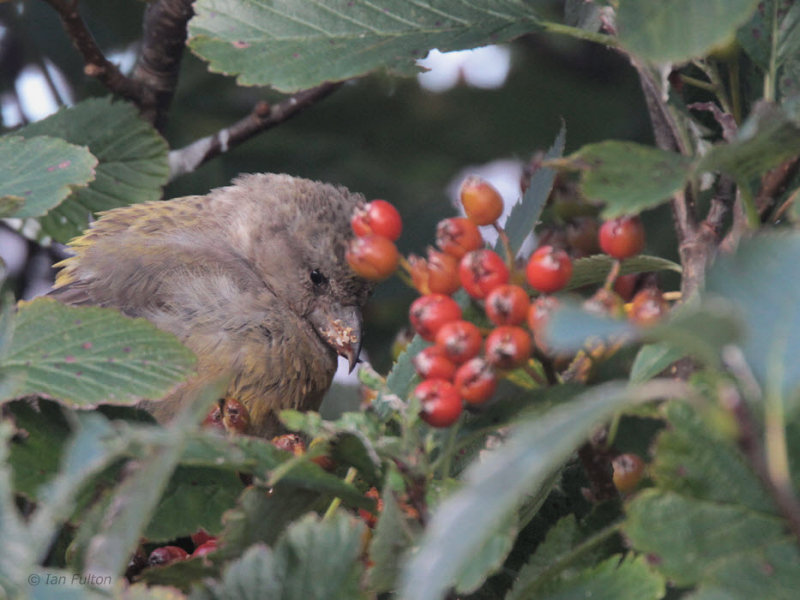 Common Crossbill (female), Uyeasound, Unst, Shetland