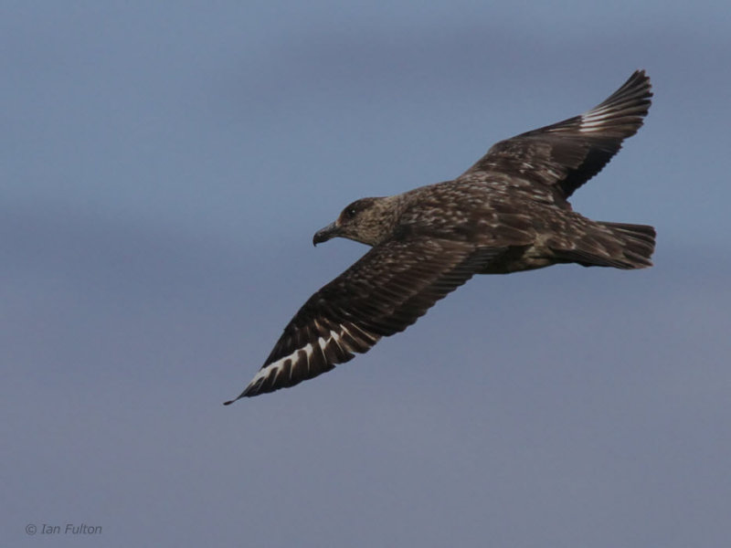 Great Skua, Fair Isle