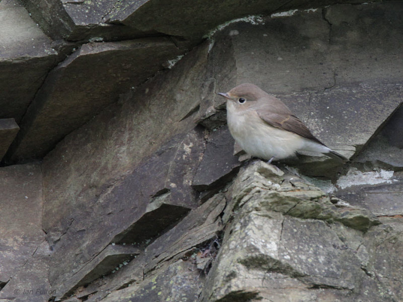 Red-breasted Flycatcher, Sumburgh quarry, Mainland, Shetland