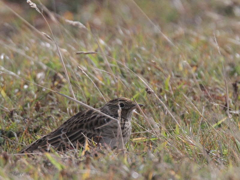Skylark, Fair Isle