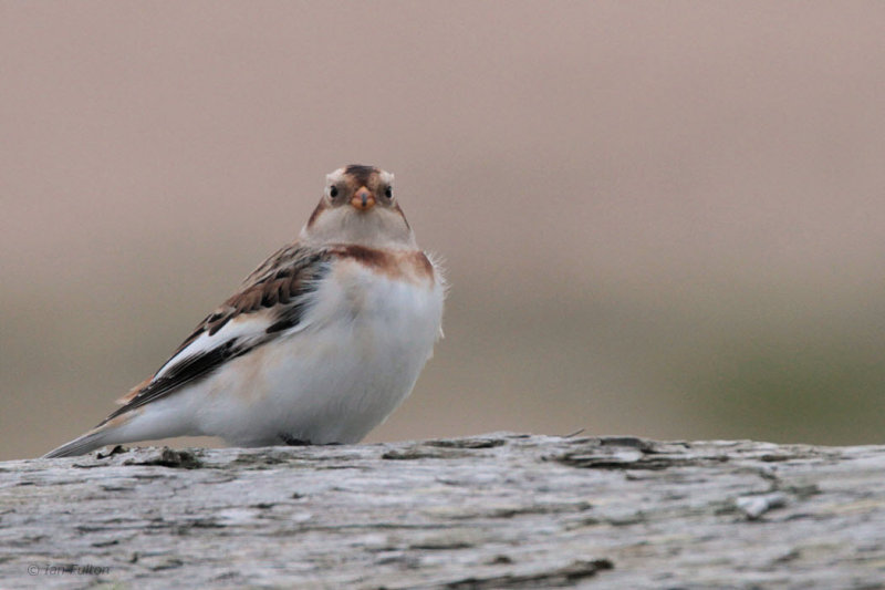 Snow Bunting, Skaw, Unst, Shetland