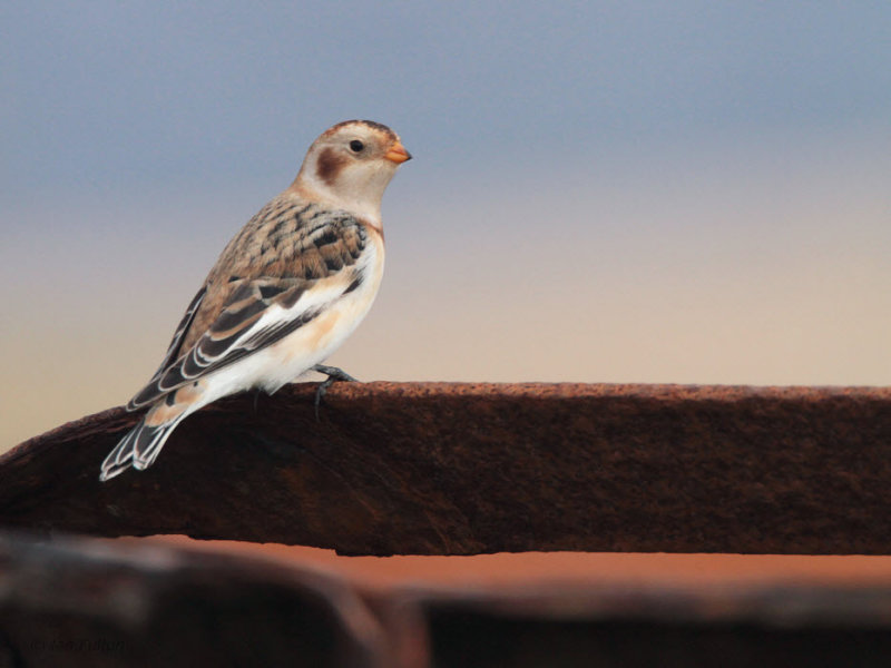 Snow Bunting, Skaw, Unst, Shetland