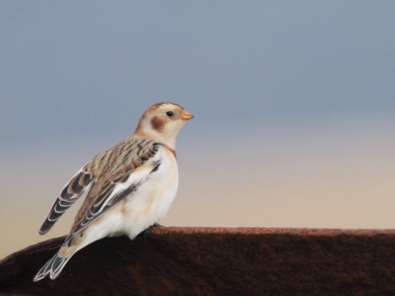 Snow Bunting, Skaw, Unst, Shetland