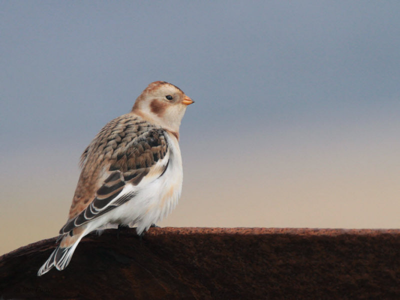 Snow Bunting, Skaw, Unst, Shetland