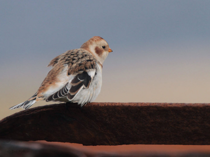 Snow Bunting, Skaw, Unst, Shetland