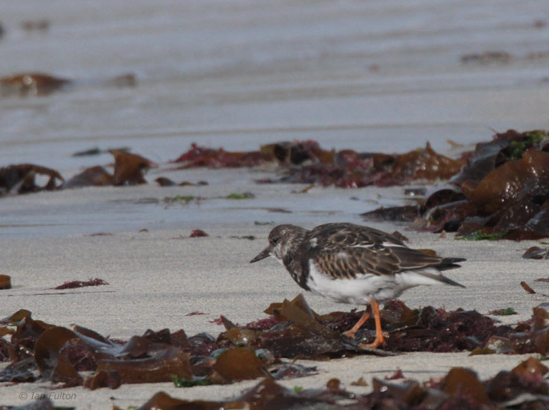 Turnstone, Sumburgh, Mainland, Shetland