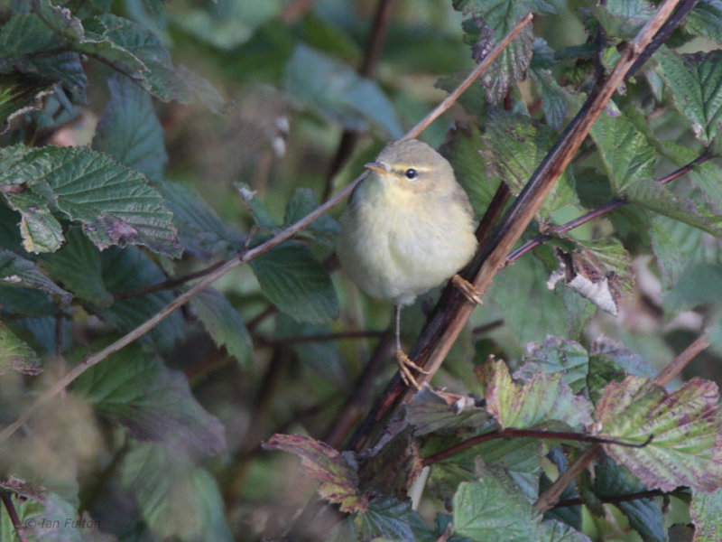 Willow Warbler, Burrafirth, Unst, Shetland