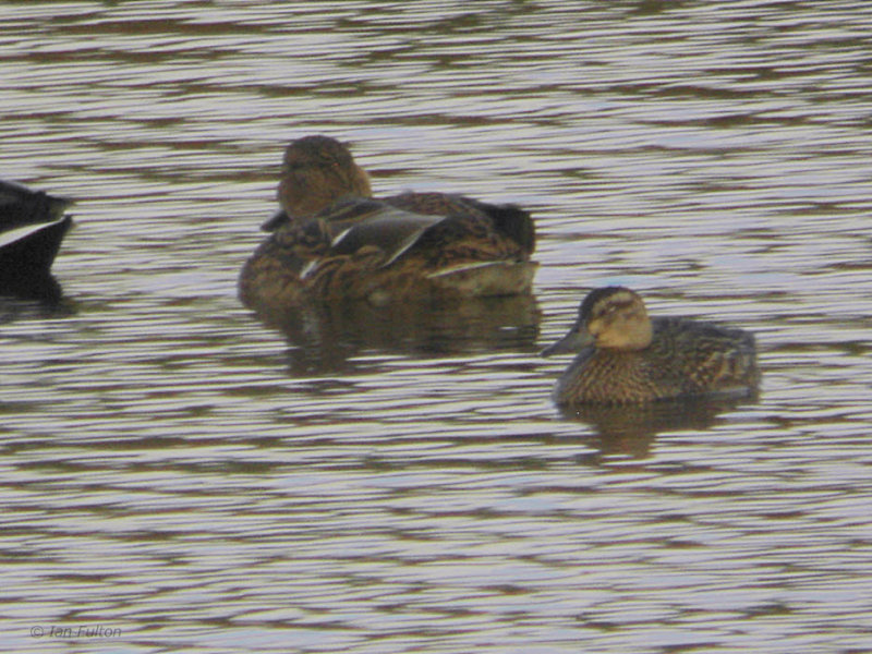Garganey, Lochwinnoch RSPB, Clyde