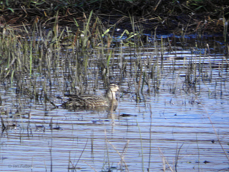 Garganey, Lochwinnoch RSPB, Clyde