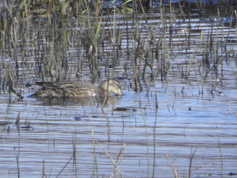 Garganey, Lochwinnoch RSPB, Clyde