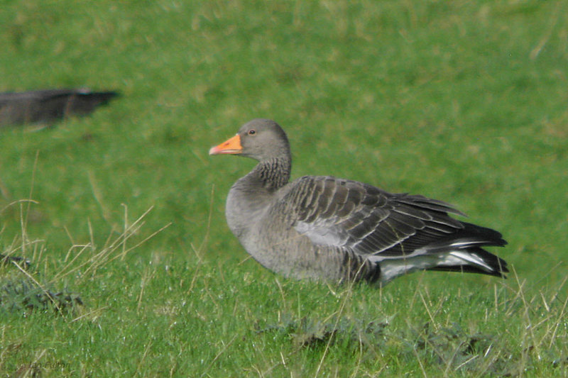 Greylag Goose, Loch Lomond NNR, Clyde
