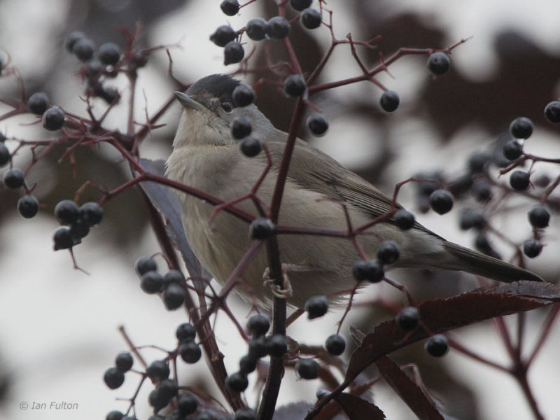 Blackcap(male), Baillieston, Glasgow