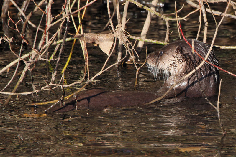 Otter, Linn Park, Glasgow