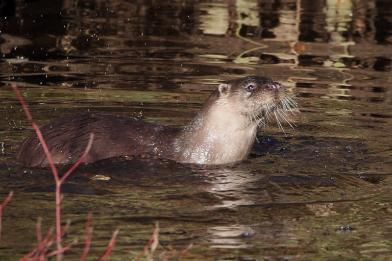 Otter, Linn Park, Glasgow