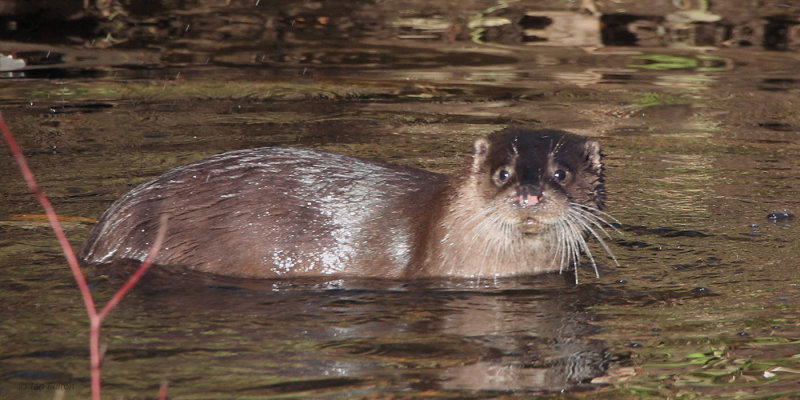 Otter, Linn Park, Glasgow