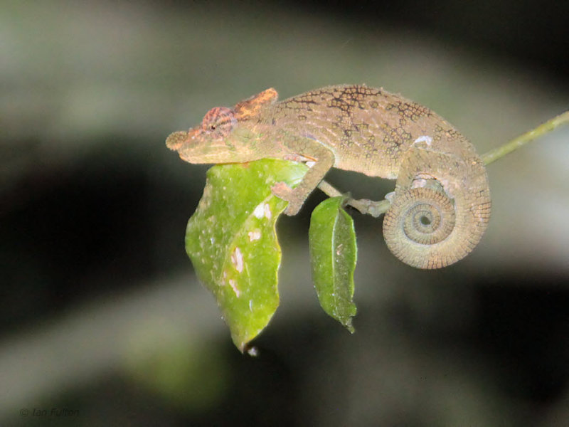 Chameleon, Ranomafana