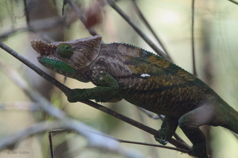 Chameleon, Ranomafana