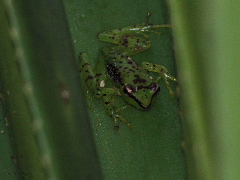 Frog sp, Ranomafana, Madagascar