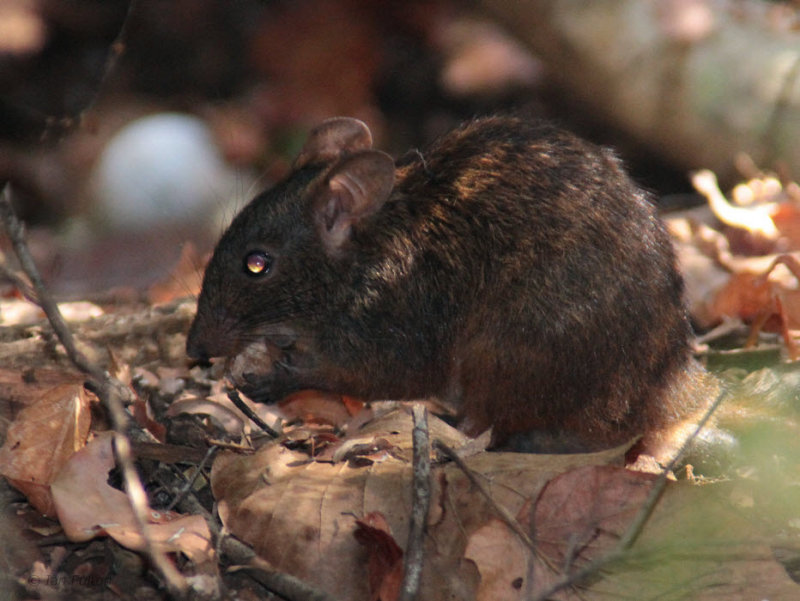 Western Red-Forest Rat, Tsingy de Bemaraha, Madagascar