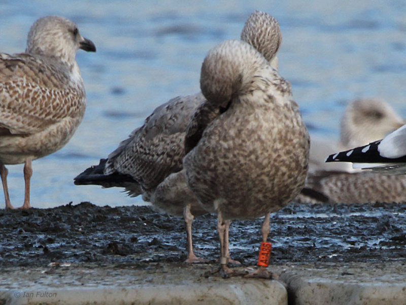 Herring Gull, Hogganfield Loch, Glasgow