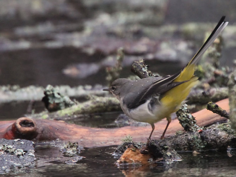 Grey Wagtail, Dalzell Burn, Barons Haugh RSPB